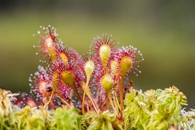 Drosera - Spagyric Medicine