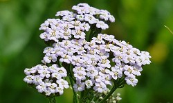 1. Achillea millefolium 1. Achillea millefolium