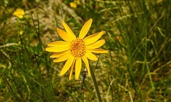 10. Arnica montana