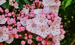 104. Kalmia 104. Kalmia