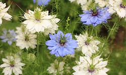 106. Nigella sativa