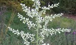 109. Veratrum album