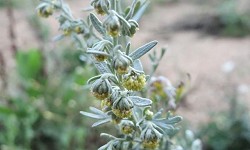 11. Artemisia absinthium
