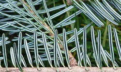 110. Abies alba 110. Abies alba