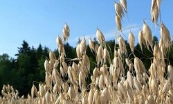 13. Avena sativa 13. Avena sativa