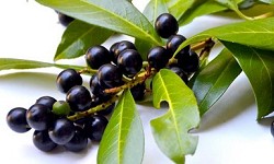 14. Belladonna atropa 14. Belladonna atropa