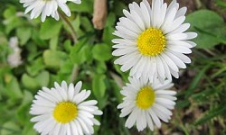 15. Bellis perennis