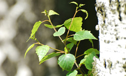 16. Betula alba 16. Betula alba
