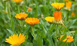 18. Calendula officinalis