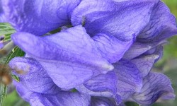 2. Aconitum napellus