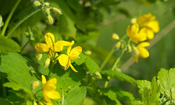 21. Chelidonium majus 21. Chelidonium majus