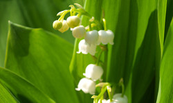 24. Convallaria majalis 24. Convallaria majalis