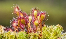 27. Drosera 27. Drosera