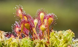 27. Drosera