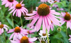 28. Echinacea augustifolia