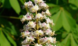 3. Aesculus hippocastanum