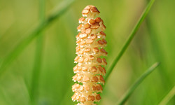 32. Equisetum arvense 32. Equisetum arvense