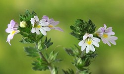 34. Euphrasia officinalis 34. Euphrasia officinalis