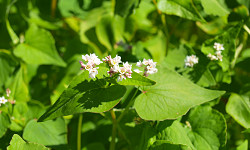35. Fagopyrum esculentum 35. Fagopyrum esculentum