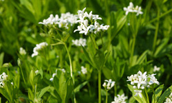 37. Gallium odoratum 37. Gallium odoratum