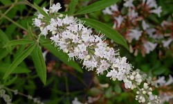 4. Agnus castus 4. Agnus castus
