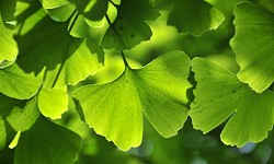 40. Gingko biloba