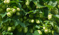 41. Humulus lupus 41. Humulus lupus