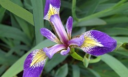 44. Iris 44. Iris