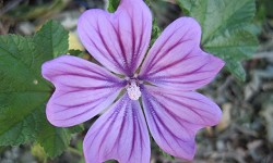 46. Malva sylvestris 46. Malva sylvestris