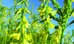 49. Melilotis officinalis 49. Melilotis officinalis