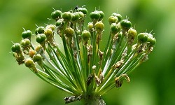 5. Allium cepa