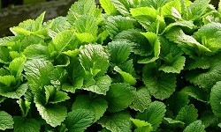 50. Melissa officinalis 50. Melissa officinalis