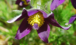 57. Pulsatilla pratensis 57. Pulsatilla pratensis