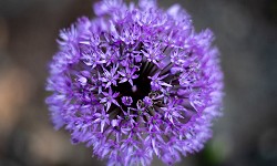 6. Allium sativum