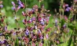 63. Salvia officinalis