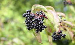 64. Sambucus nigra 64. Sambucus nigra