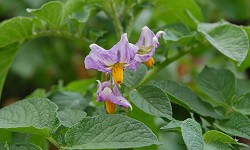 67. Symphytum officianale 67. Symphytum officianale