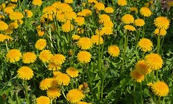 68. Taraxacum officianale 68. Taraxacum officianale