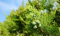 69. Thuja occidendalis 69. Thuja occidendalis