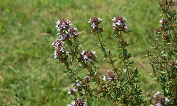 70. Thymus vulgaris