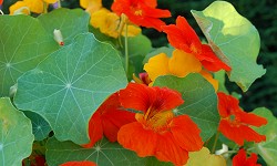71. Tropaeolum majus 71. Tropaeolum majus