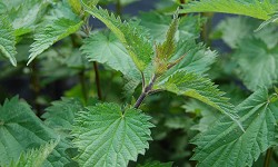 72. Urtica dioica 72. Urtica dioica