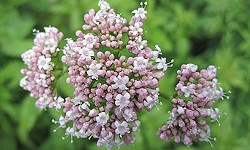 74. Valeriana officinalis