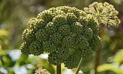 8. Angelica archangelica 8. Angelica archangelica
