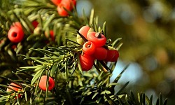82. Taxus baccata