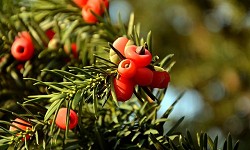 82. Taxus baccata 82. Taxus baccata
