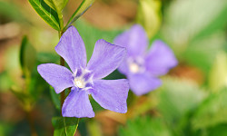 86. Vinca minor 86. Vinca minor