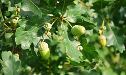 89. Quercus ruber 89. Quercus ruber