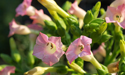 90. Nicotiana tobacum 90. Nicotiana tobacum