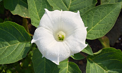 92. Datura Stramonium 92. Datura Stramonium